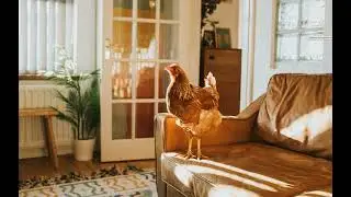 The Backyard Chicken Glamour Campaign