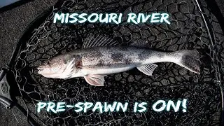 WALLEYE & SAUGER on the Missouri River (80lb FISH & DUCK RESCUE!)