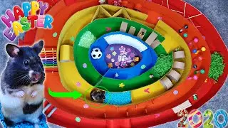 EGG HUNT in a GIANT RAINBOW MAZE 🐹 Labyrinth Hamster Obstacle Course 2020