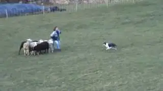 Watson smooth collie herding 1 20:11:12.MPG