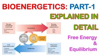 Chapter 13  Bioenergetics part 1
