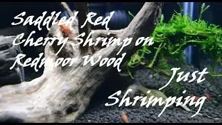 Saddled Red Cherry Shrimp Exploring Redmoor Wood