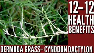 Health Benefits / Health benefits / Bermuda grass / 12 Benifits of Bermuda grass / herbal medicine