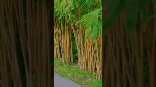 GOLDEN BAMBOO #goldenbamboo #bamboo #landscape #garden #plants #nursery #fruitgarden #home #agric