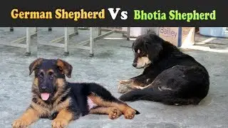 German Shepherd vs Bhutia Shepherd