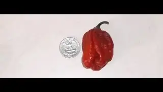 Moruga Madballz