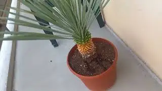 yucca THOMPSONIANA
