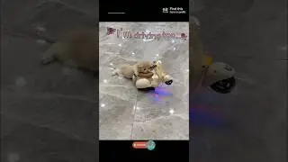 Doll scooter? Try pet mode!