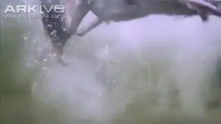 Eagle catches fish underwater