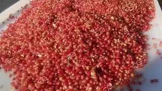 Pomegranate Arils Separator Machine Pomegranate Processing Line