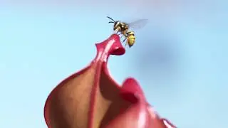 Pollinators - Slow motion compilation 1