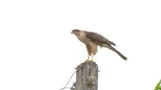 Several red tail hawk attacks reported in Miami Springs