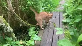 Kitten On A Scottish Croft - Deer, Bees, Bats and a Ginger Kitten . #cat #trees  #deer