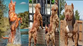 what a great animal transformation 🔥🔥#real #beauty #animals #transformation #bitikbabu