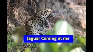 Jaguar in a Tree Comes Toward Us! | First Jaguar Sighting & Hunting Caiman in Brazil’s Pantanal