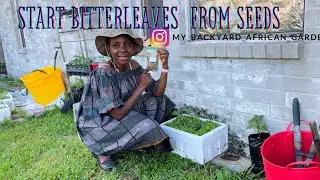 How to Grow  Bitterleaves (Vernonia Amygdalina) from Seeds in the USA @YAJESGARDEN