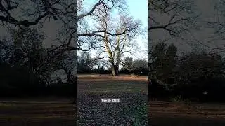 Westwood English Oak Tree. Tree id :- 32632 #tree #nature