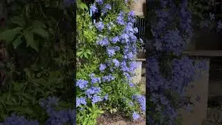 Blue plumbago #flower #zoomflowers #shorts