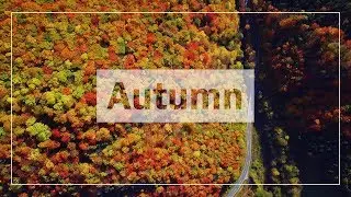 The Glory of Autumn Colours | Aerial View - 4K