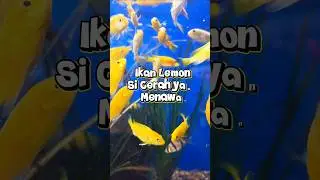 Ikan Lemon 🍋🐟 si Cerah yang Menawan #animals #ikanhias #fish #ikan #ikanlemon