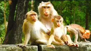 Heartwarming Discovery! Monkey Libby, Rainbow & Babies Bond as a Family