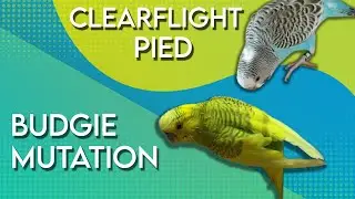 What is ClearFlight pied budgie? (Appearance and Genetics)