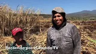 😟 En el Corte de  Caña de Azucar  😕