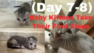 Baby Kittens Take Their First Steps | One Brave Kitten Escapes the Box