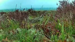 Ysbyty Ifan: Curlew🌙23/05/25