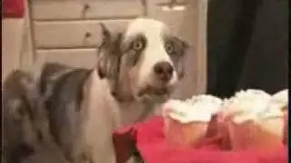 PTSD Dog has flashbacks of the Nam