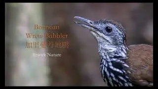 Bornean Wren-Babbler making call ... what a moment