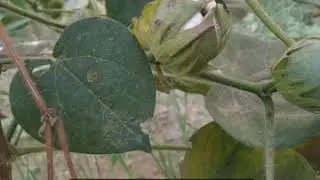How to grow cotton plant by technology Farming....