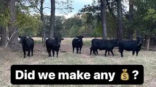Selling bred heifers: were we profitable?