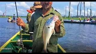Fishing for Silver Croaker (South American )  at Mamadam - Suriname