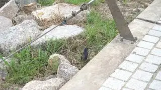 Oriental Magpie-Robin Foraging with Tail