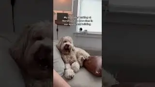 My DOG got promoted to BUILDING MANAGER #dogs #shorts #labradoodle #goldendoodle #dogsoftiktok
