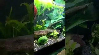 (10/10/24) Rosie the Magenta Mystery Snail and the Kubotai Rasboras