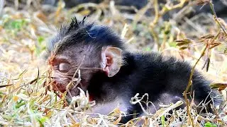 DEEPLY SAD AND LONELY...POOREST NEWBORN BABY VERY VERY UPSET BECAUSE MOM LEFT HER ALONE ON THE GRASS