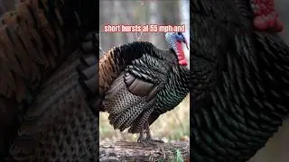 Wild Turkey Secrets You Never Knew!  #Wildlife #History #Shorts #shorts #wildturkey #wildscenes