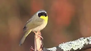 Common Yellowthroat