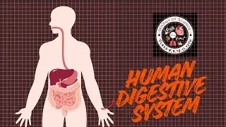 Human digestive system(Suitable for all the class).Student friendly.Subscribe @trilogyofscience