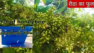 soapberry tree | reetha ka ped | soap nuts flowers #beekeeping