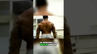 Spinal Erectors: Your Back's Secret Weapon for Strength! #shorts