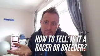 C. B. and C. Harris Pigeons - A racer or a breeder?