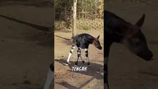 Mengenal #okapi Kerabat Jerapah Yang Mirip Zebra