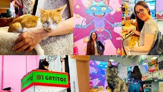 31 GATITOS, ¡UN CAT CAFÉ EN CIUDAD DE MÉXICO!