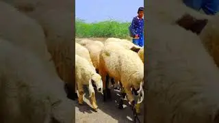 Marwari cowherd | sheep herder | sheep rearing | how to rear sheep