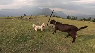 A city dog playing with goat at Dhoor || A amazing offbeat place in route of Pindari Glacier Trek