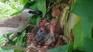 These crickets are for food for mother and baby birds.