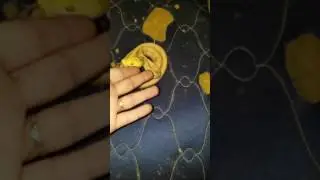 Lavender albino candy cane retic first day
